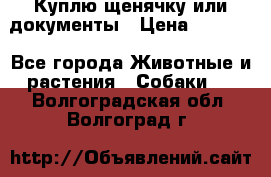 Куплю щенячку или документы › Цена ­ 3 000 - Все города Животные и растения » Собаки   . Волгоградская обл.,Волгоград г.